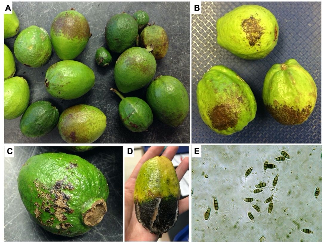 A–C. Immature guava fruits infected with Pestalotiopsis (suspect: psidii) showing characteristic scab (A–B) and canker (C–D) symptoms. E. Spores (conidia) of Pestalotiopsis under the microscope (400x magnification). 