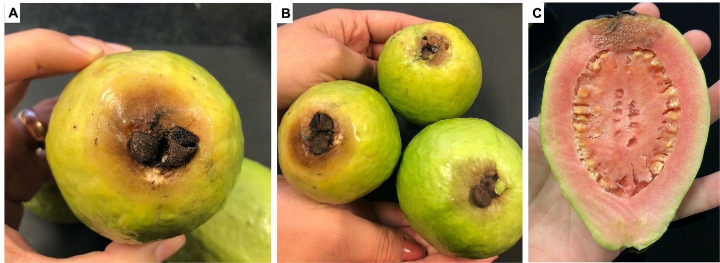 Ripe guava fruits infected with Phomopsis (suspect: psidii) showing characteristic stylar end rot external (A–B) and internal (C) symptoms. 
