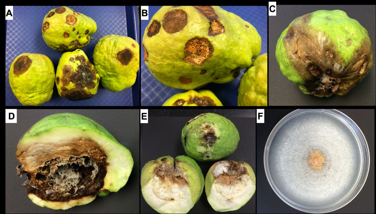 Guava fruits infected by Colletotrichum gloeosporioides showing symptoms at different stages of disease progress. A–B. Fruits showing multiple black lesions (anthracnose symptoms) and typical signs of fungal sporulation (pale-orange or salmon-colored spore masses). C–E. Immature fruit with different severity levels of anthracnose infection; split fruits with internal tissue deterioration (flesh). F. One-week-old isolate of C. gloeosporioides recovered from the fruit lesions. The isolate was grown on half-strength PDA at 25°C under darkness and is showing the production of large quantities of spore masses (conidia). 