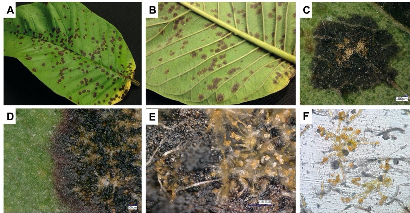 A–B. Upper and lower view of a guava leaf infected by Cephaleuros parasiticus and close-up (C–D) of a leaf spot showing the algae thallus (orange tufts). E. Clusters of sporangia of C. parasiticus arising from the lower leaf surface. F. Sporangia seen under the microscope (100x magnification). 