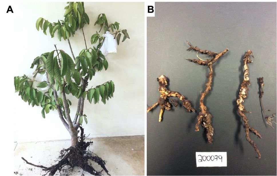 Symptoms of nematode root infection in guava plants. Wilting and dieback are common aboveground symptoms, while infected roots appear distorted and often have galls. 