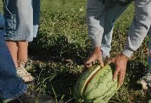 In 2019, Florida ranked first in the United States in watermelon production, accounting for 25.1 % of watermelons grown in the country. 