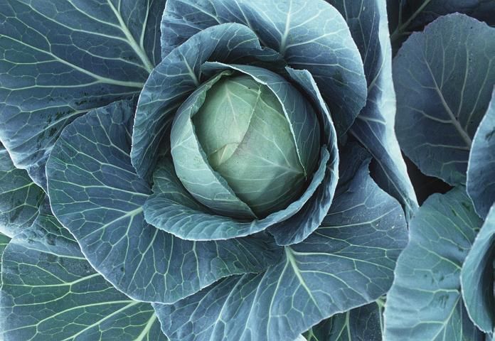 A few leaves are usually left on cabbage to protect the head during shipment.