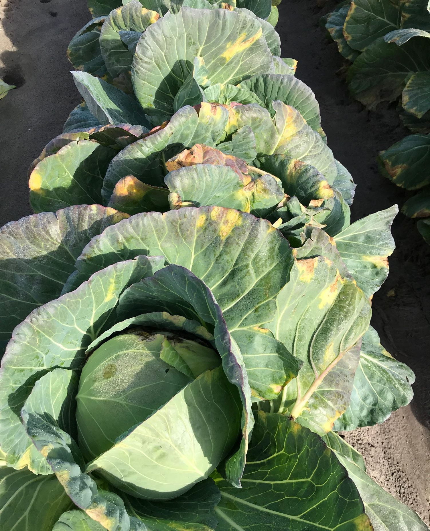 Bacterial rot in cabbage caused by Xanthomonas campestris pv campestris.