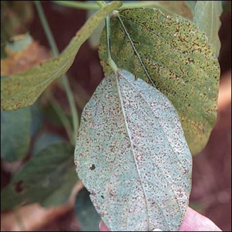 Figure 2. Asian soybean rust symptoms.
