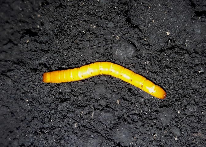 Figure 6. Larva of the corn wireworm, Melanotus communis.