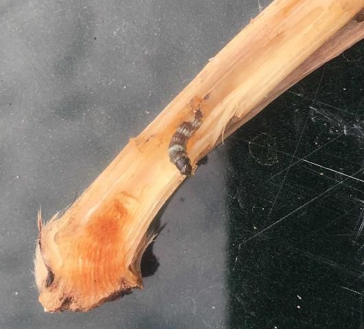 Figure 9. A lesser cornstalk borer larva feeding on a young sugarcane shoot.