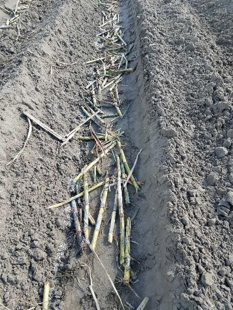 Figure 5. Sugarcane stalks in a furrow before being covered with soil.