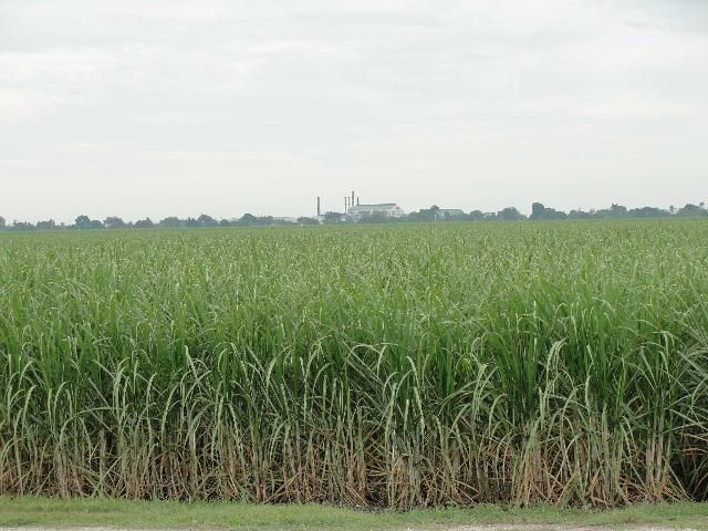 Figure 1. Sugarcane field in Belle Glade, Florida.