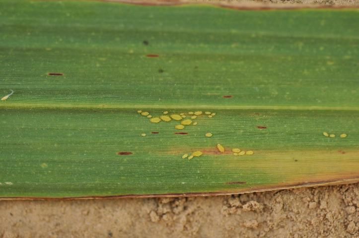 Figure 10. A yellow sugarcane aphid colony feeding on the underside of a sugarcane leaf.