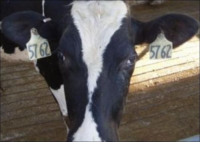 Figure 20. Cattle ear tag impregnated with insecticide.
