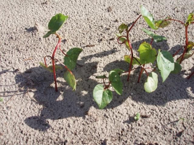 Figure 17. Cotton showing injury from drift of an organo-auxin herbicide.