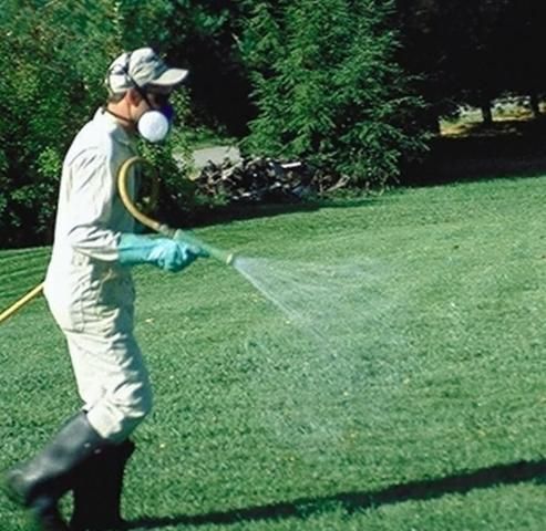 Figure 18. La parte baja de los pantalones debe estar fuera, no dentro como en esta foto, de las botas para evitar que los pesticidas entren en las botas.