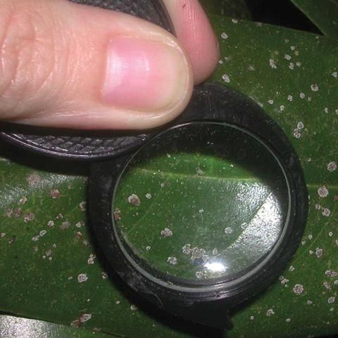 Figure 2. La identificación precisa de la(s) plaga(s) es fundamental para determinar el correcto plaguicida a usar.