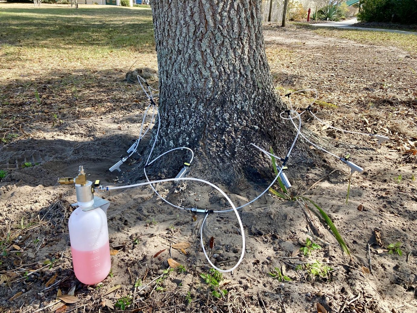 Injection of a product (pesticide or nutrients) into a tree.