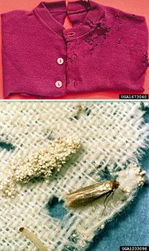 Figure 1. Example of the damage that can be caused by a clothes moth (top) and the egg, larval, and adult stages of Tineola bisselliella, which causes cloth damage (bottom).