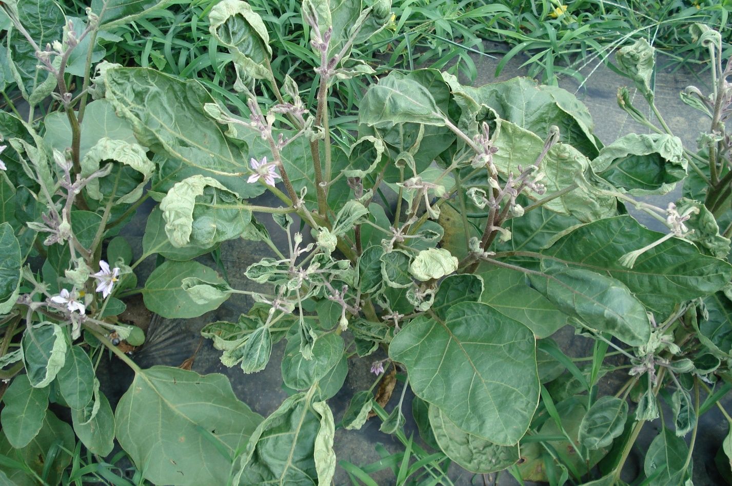 Epinasty and auxin damage to eggplant. 