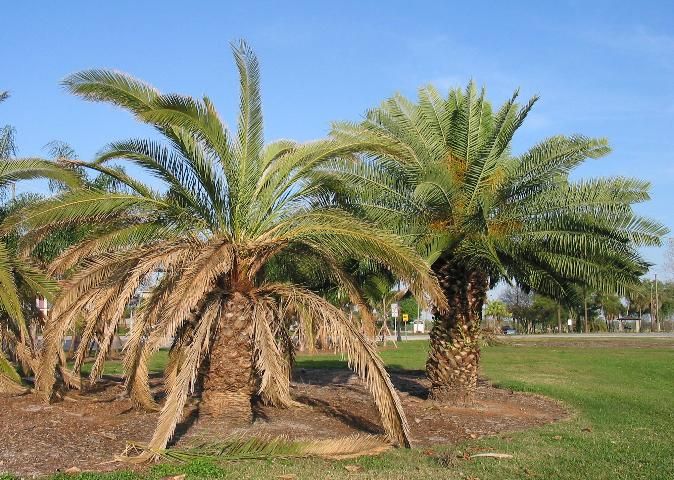 Figure 2. Phoenix canariensis (Canary Island date palm): Healthy palm (right) vs. beginning symptoms of Ganoderma butt rot (left), illustrating more dead lower leaves than would be normal (UF/IFAS 2015).