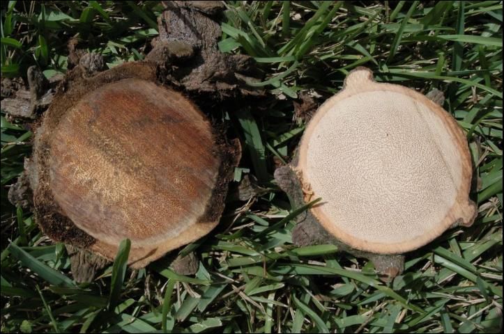 Figure 6. Comparison of pygmy date palm sections that are either healthy (right) or diseased (left) with Ganoderma zonatum.