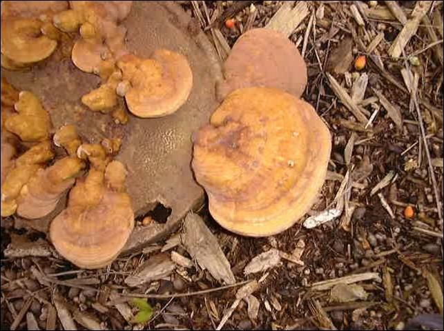 Figure 8. Spore release from mature conks (same stump as Figure 7) has resulted in reddish-brown appearance of conks and surrounding area.