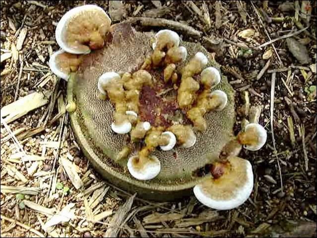 Figure 7. Cut palm stump with numerous basidiocarps (conks) of Ganoderma zonatum forming on it. The conks in the palm stump's center are crowding each other and thus are forming into shapes different from those on the outer edges of the stump.