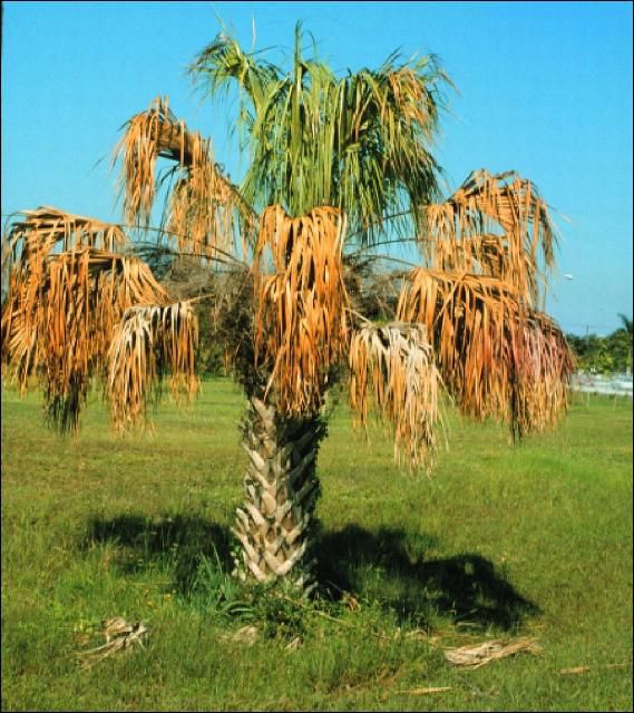 Figure 1. Sabal palmetto (sabal palm) with wilted and dessicated leaves due to Ganoderma zonatum infection.