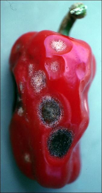 Figure 1. Mature pepper fruit exhibiting multiple lesions of anthracnose.
