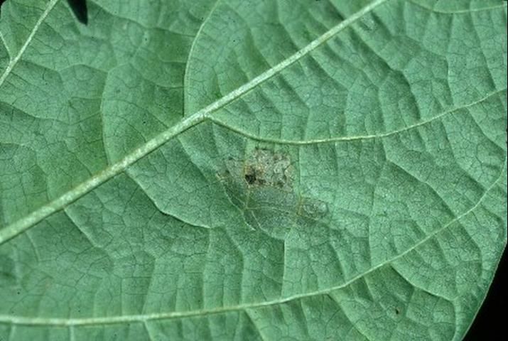 Figure 1. Initial symptoms associated with common bacterial blight on underside of bean leaves consist of water-soaked lesions.