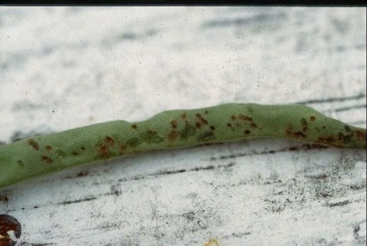Figure 5. Advanced symptoms on bean pods, with appearance of characteristic brick-red areas in center of lesions.