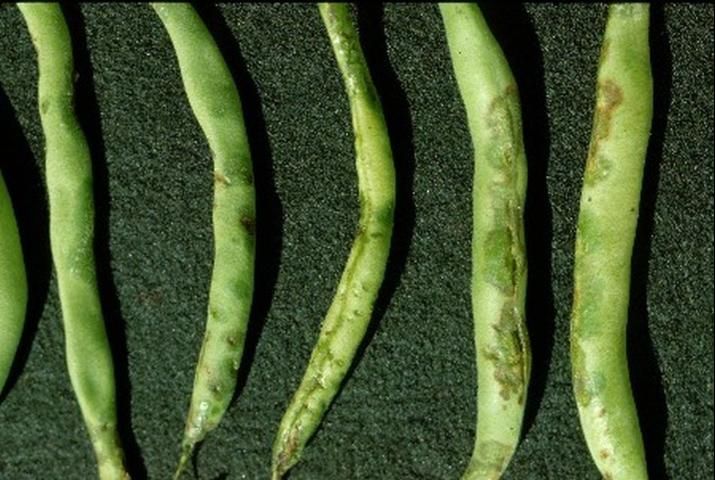 Figure 4. Striking water-soaking symptoms of common bacterial blight on bean pods.