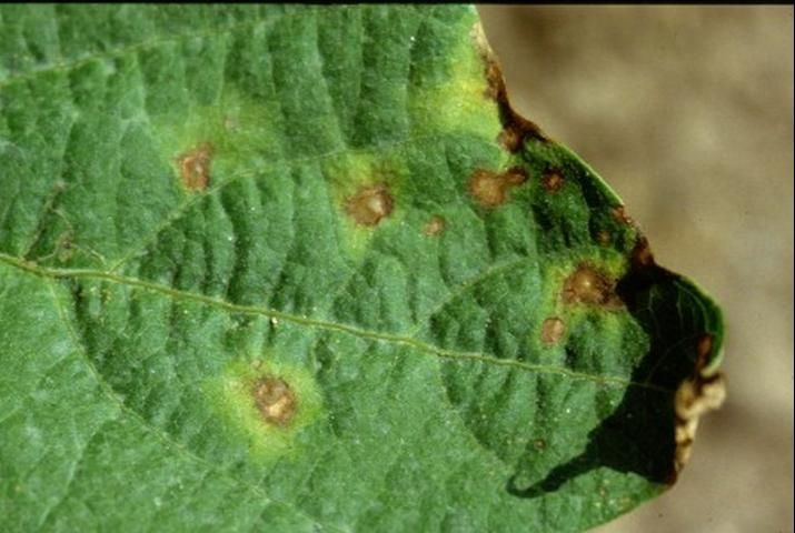 Figure 2. More advanced lesion of common bacterial blight on top surface of bean leaf showing beginning of chlorotic (yellow) halo around lesion.