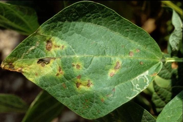 Figure 3. Numerous lesions of common bacterial blight on bean leaf.