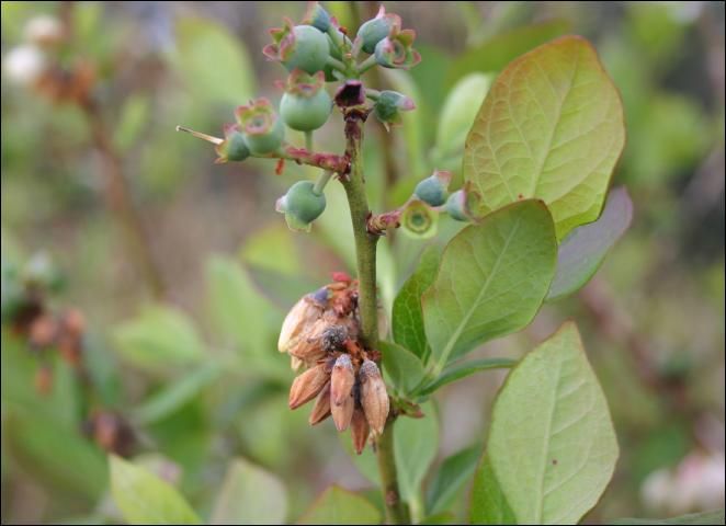 Figure 3. Severe symptoms of Botrytis blossom blight were observed on a cluster of flowers of southern highbush blueberry. The flowers that produced the immature fruits (top) developed before the cool wet period and escaped infection. Some of these fruits could be infected, but they will likely mature if no further periods of disease-favorable weather recur.