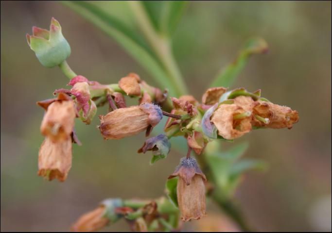 Figure 1. Corollas of southern highbush blueberry infected with Botrytis cinerea and exhibiting typical symptoms of Botrytis blossom blight. Disease has progressed into the peduncle of the center flower.
