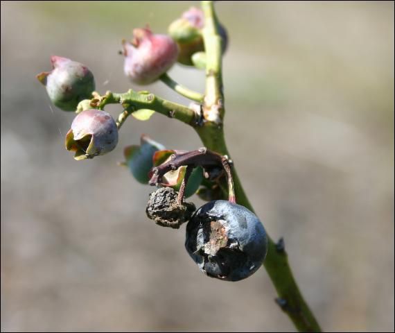 Figure 5. Some blueberry fruits rot or develop shriveled and deformed if the flowers are infected by Botrytis cinerea at bloom. Diseased berries that remain on the bush produce inoculum capable of infecting other ripening fruits.