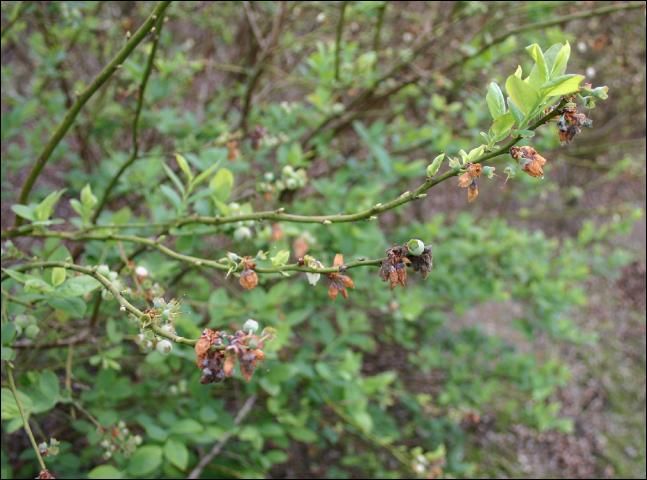 Figure 4. Many of the blighted flowers on this southern highbush blueberry will not produce fruit. When extended periods of disease favorable conditions occur during bloom, Botrytis blossom blight can reduce yield enough to impact economic return. A preventative fungicide application could have protected the blossoms during the favorable conditions and may have limited disease development.