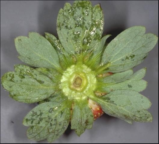 Figure 4. Water-soaked lesions of angular leaf spot on the calyx.