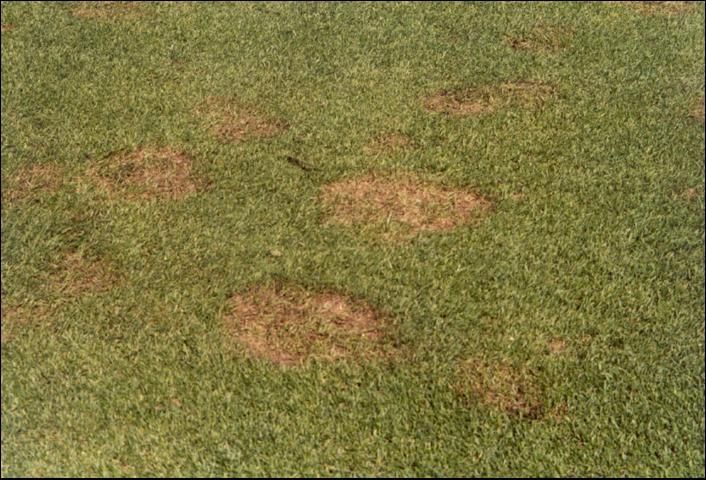 Figure 2. Pythium blight can rapidly progress into well-defined areas of blighted and matted turfgrass given favorable environmental conditions.