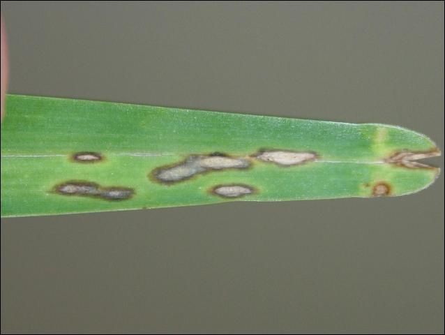 Figure 1. Leaf spot symptoms of gray leaf spot are shown on a St. Augustinegrass leaf blade. The gray coloration in the center of the lesions is a flush of spores produced after incubation at 100% relative humidity for 24 hours. Rapidly expanding lesions will sometimes have an olive green, water-soaked border.