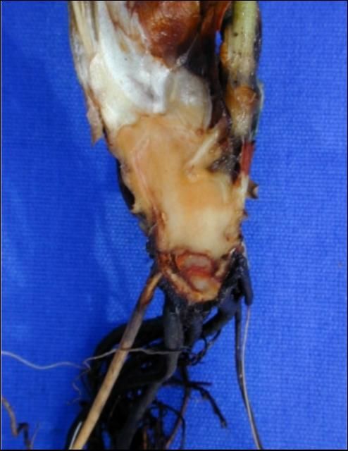Figure 3. Basal crown rot caused by Colletotrichum acutatum.