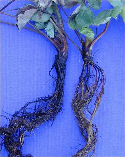 Figure 1. Root necrosis symptoms (few functional roots).