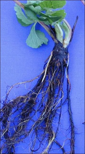 Figure 2. Root necrosis symptoms (root lesions).