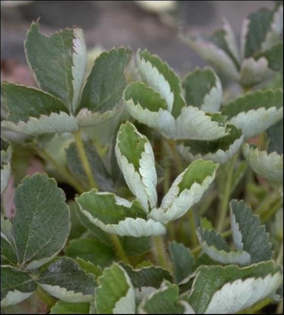 Figure 4. Curling leaves on plants severely infected with powdery mildew.