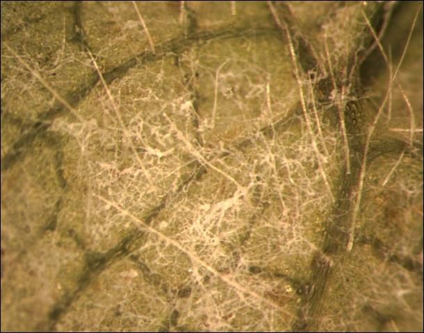 Figure 1. Podosphaera aphanis mycelia on strawberry leaf surface.