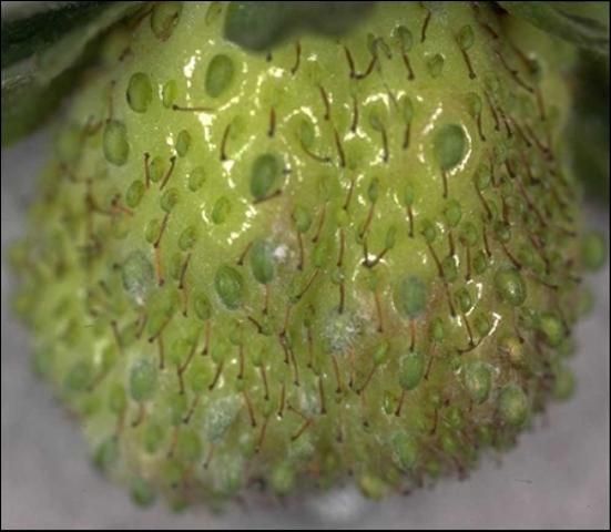 Figure 6. Podosphaera aphanis on strawberry achenes.
