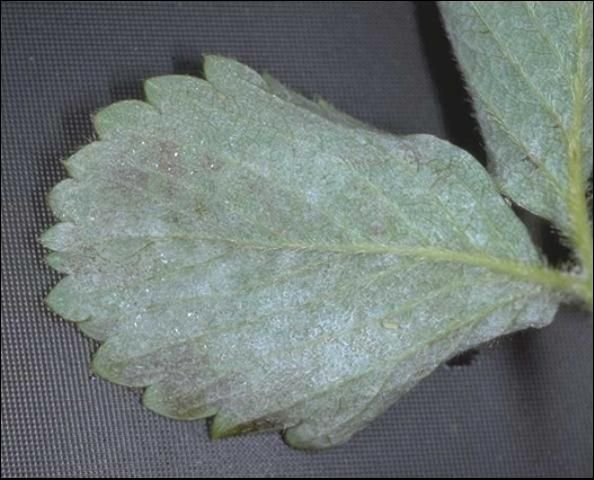 Figure 2. Lower leaf surface of strawberry covered with powdery mildew.