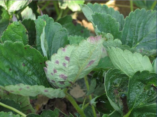 Figure 3. Reddish-brown spot reaction caused by Podosphaera aphanis in some cultivars.