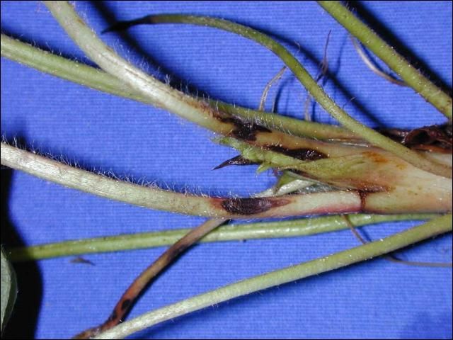 Figure 3. Anthracnose lesions on petioles