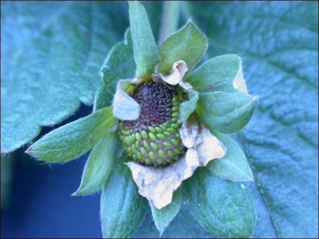 Figure 5. Anthracnose lesion on green fruit