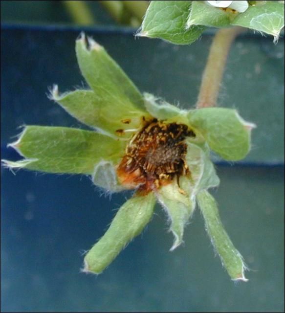 Image of a Strawberry flower bud showing signs of Anthracnose flower blight.